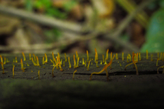 Fungi
