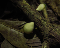 Fungi