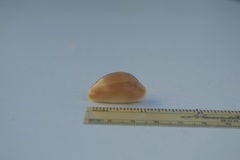 Lyncina schilderorum