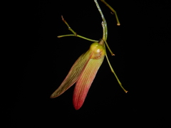 Hopea bilitonensis
