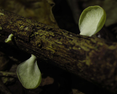 Fungi