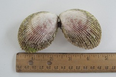 Vasticardium hawaiensis