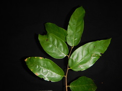 Hopea bilitonensis