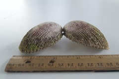 Vasticardium hawaiensis