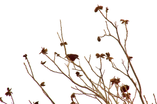 Red-winged Blackbird