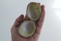 Vasticardium hawaiensis