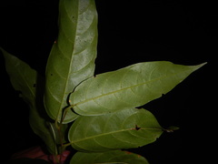 Hopea bilitonensis