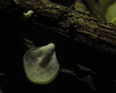 Fungi