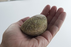 Vasticardium hawaiensis