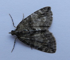 Hydriomena transfigurata