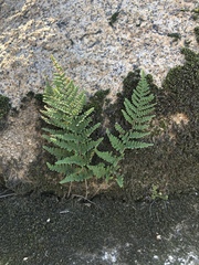 Myriopteris covillei