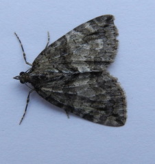Hydriomena transfigurata