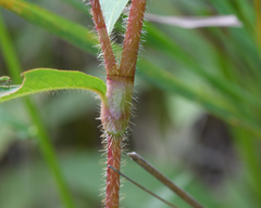 Persicaria careyi