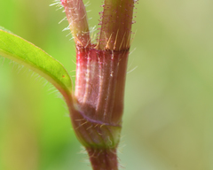 Persicaria careyi