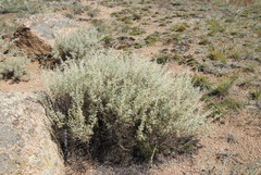 Artemisia rutifolia