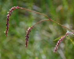 Persicaria careyi