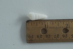 Pyramidella dolabrata