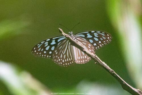 Ceylon Blue Glassy Tiger