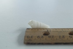 Pyramidella dolabrata