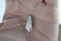 Pyramidella dolabrata