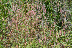 Persicaria careyi