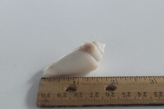 Gibberulus gibberulus