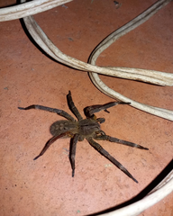 Phoneutria nigriventer