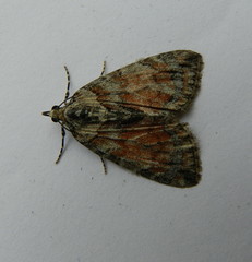 Hydriomena perfracta