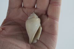 Gibberulus gibberulus