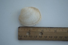 Periglypta reticulata