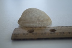 Periglypta reticulata