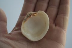 Periglypta reticulata