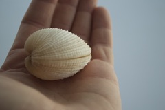 Periglypta reticulata