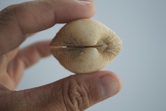 Periglypta reticulata