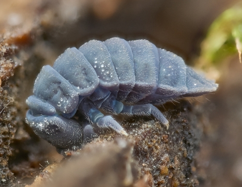 Tetrodontophora bielanensis, Ślęża, Sobótka, Polska, photo 6 of 10