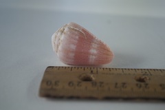 Conus miliaris