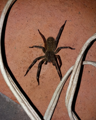 Phoneutria nigriventer