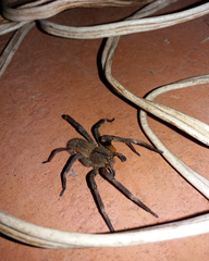 Phoneutria nigriventer