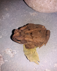 Rhinella
