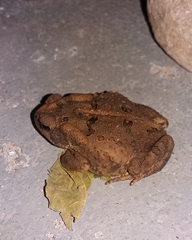 Rhinella