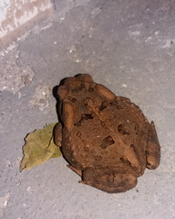 Rhinella