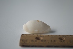 Talostolida pellucens