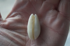 Talostolida pellucens