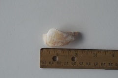 Lamarcka ventricosa