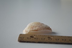 Lamarcka ventricosa