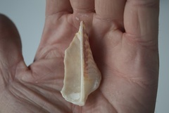 Lamarcka ventricosa