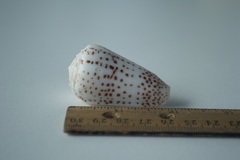 Conus pulicarius