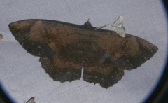Feigeria vultura