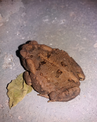 Rhinella