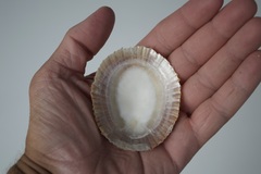 Cellana exarata